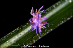 [:b:]Lady Violet[:/b:] by Francesco Pacienza 